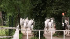 Visiting Lipica stud farm, cradle of world-renowned Slovenian Lipizzaner horses