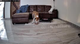 Caught My dog eating cookies on camera