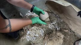 United States: 'Bugsy' the Armadillo Warms Hearts as Newest Addition to Growing Family