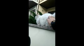 Cat falls off wall! Hilarious video