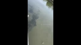 Thousands of blackchin tilapia fish invade rivers around Bangkok