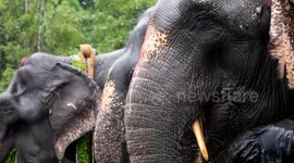 Elephants feast on grand spread as part of Aanayoottu at Thrissur Vadakkunnathan Temple