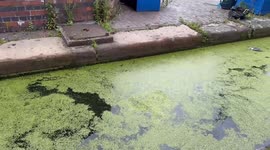 Birmingham's famous canals turn GREEN after being taken over by duckweed