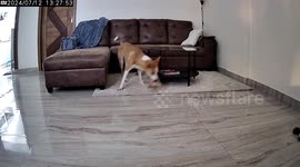 Dog caught snacking on camera in Bengaluru