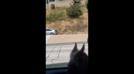 Car Dog Barks At Motorcycle Dog
