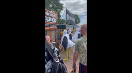 Street Seagulls Discover Fish Food Stall At Glastonbury