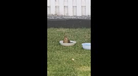 Blackbird fledgling having a bath in the garden surfing the hot summer weather