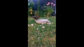 Blackbird fledgling having a bath in the garden during the hot summer weather
