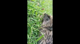 Little hedgehog visiting the garden eating some hedgehog biscuits