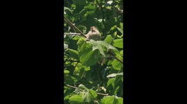 House sparrow fledglings enjoying a nap in the trees on a lovely summer day