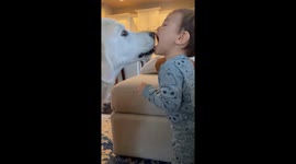 Golden Retriever Dog loves his Baby Brother by licking his face