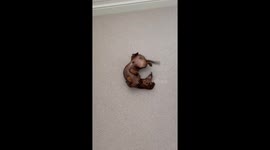 Silly Sausage Dog Has the Wiggles