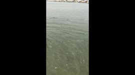 Beach view in Djibouti chasing a fish in water
