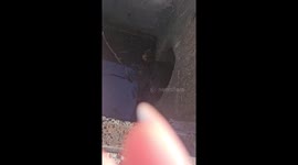 Woman Saves Ducklings From Storm Drain