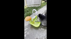 Raccoon Kits Have Splash Time