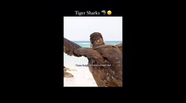 Tiger sharks feeding