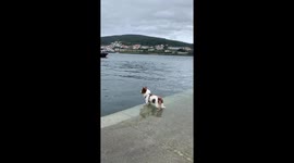 Dog Meets His Dolphin Friend