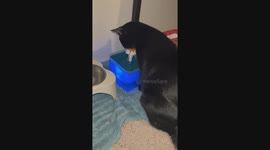 Milo enjoying her new water fountain