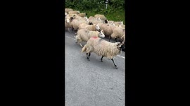 A big herd of sheep and lambs on a road making a baa noise as they pass