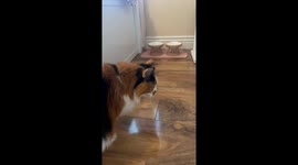Cat's unexpected bathroom break goes viral on TikTok