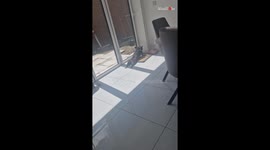 Joyful dog attempts to win garden workers' attention with playful antics