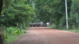 A Thai farmer walking a herd of cows and calves home from grazing all day in a field, at Phetchabun, Thailand.