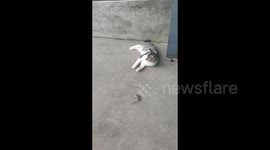 Desperate mouse spins in circles in last-ditch attempt to escape cat's clutches