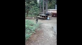 Bear escapes fence while dog gets distracted