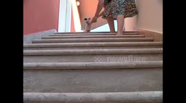 Jack Russel Puppy Falls Down Stairs