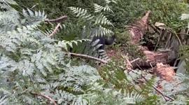 Black cat sighting in Trumper Park area of Paddington, Sydney, Australia