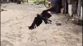 Angry birds fly and screech above market when shop owner catches stealing food
