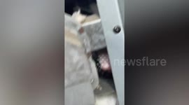 Woman discovers possum living inside her stove