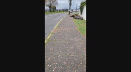Sea lions resting on sidewalk in Valdivia