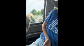Ostrich eats treats from passenger’s lap while they scream in safari park drive-thru