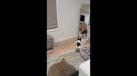 Dog discovers their reflection for the first time: Joey’s reaction