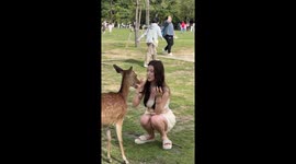 Feeding deer rice crackers by mouth at Nara Park, Japan