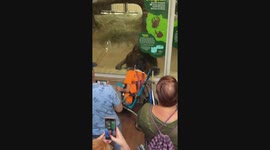 Orangutan's heartwarming bond with young man in wheelchair