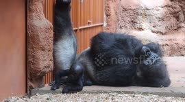Watch the adorable moment a baby gorilla takes first steps