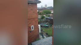 Adorable footage captures family of fox cubs jumping for joy on trampoline