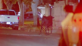 USA: Bull Roaming Streets in Sylmar