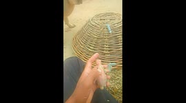 Dog and parrot baby please my video is Love animal then very good humans to save a baby parrot
