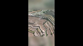 Drone captures scenes of picturesque wheat harvest in Longxi, China