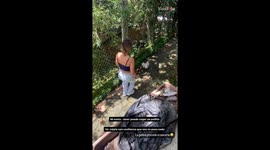 Visitor's attempt to catch chick ends with a protective peck from hen