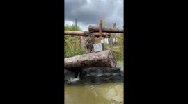 Jaguar’s determined hunt: food falls into water, jaguar gets soaked