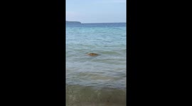 People try to rescue and evacuate injured sea turtles and give medicine and relese back to the sea on Sipora Island, Mentawai Islands, West Sumatra, Indonesia, on July 19, 2024.