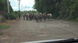 During evening rush hour in Phetchabun, Thailand, we got delayed in our car twice due to herds of cows on the road.
