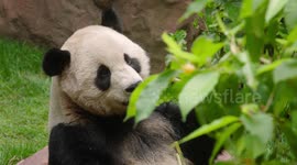 United States: Panda Pair Brings Joy to San Diego Zoo in Long-Awaited Debut