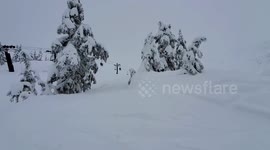 Skier backflips straight into a pine tree