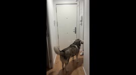 Dog Wants Walk, Doesn't Walk Jog