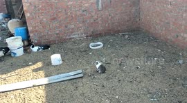A unique rabbit who was born without ears playing with her brothers. This happend in Fayoum city, Egypt.